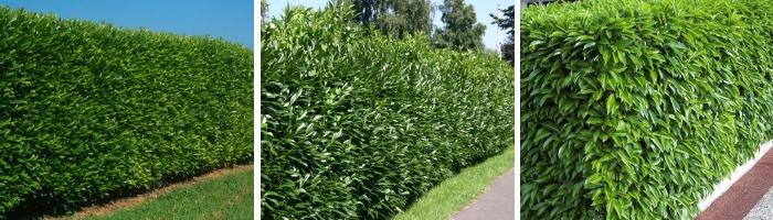 Laurier palme haie 700